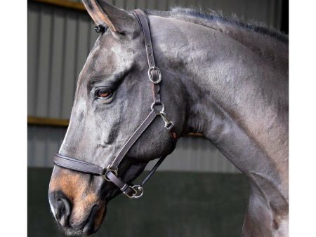 Whitaker Headcollar Leather Ready To Ride Black on Sale